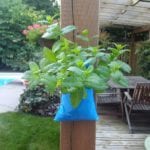 Al’s Flower Pocket