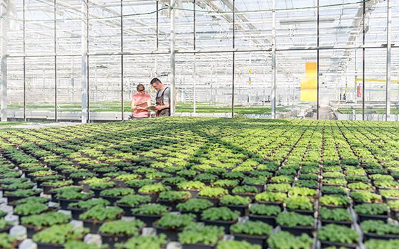Botanists,Discussing,While,Standing,By,Seedlings,In,Greenhouse