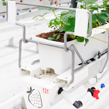 A.M.A. Strawberry Growing System