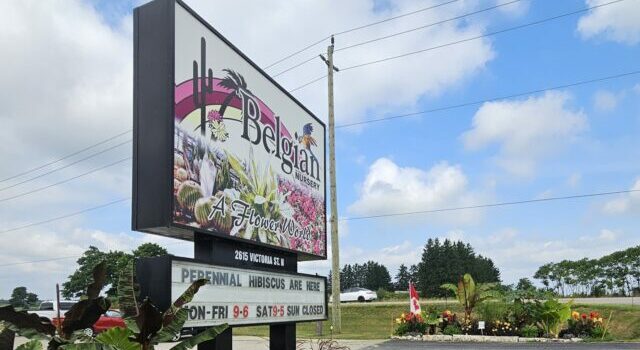 Half Garden Centre, Half Oasis: How Belgian Nursery Became a Destination
